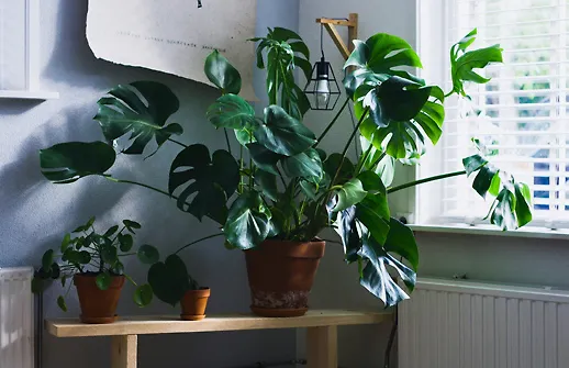 پرورش گل و گیاه با لامپ کم مصرف + بهترین لامپ کم مصرف برای کاشت