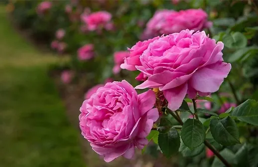 کاشت گل محمدی در خانه + خواص و مضرات گل محمدی