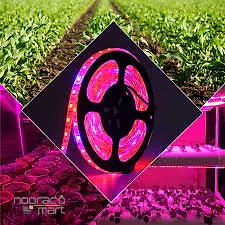 ریسه رشد گیاه ال ای دی