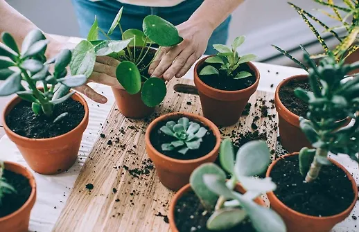 معرفی انواع گل و گیاه + تصاویر