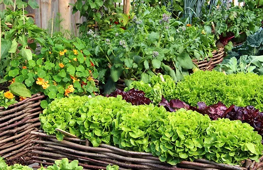 روش های کاشت سبزیجات در خانه + جدول زمان کاشت