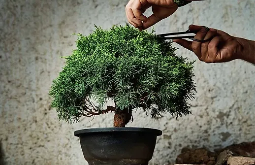 راهنمای جامع نگهداری بونسای | معرفی انواع بونسای (بنسای یا بن سای)